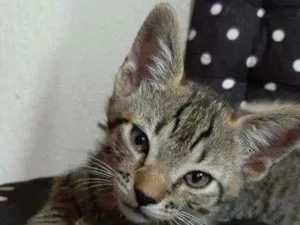 Gato raça Felino idade 2 a 6 meses nome Azeitona