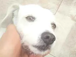 Cachorro raça SRD-ViraLata idade 2 anos nome Lua