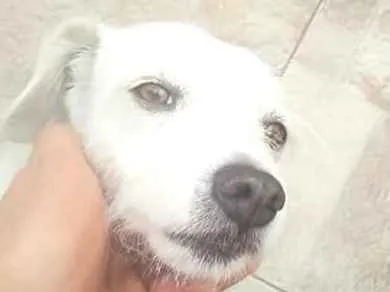 Cachorro ra a SRD-ViraLata idade 2 anos nome Lua