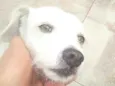 Lua