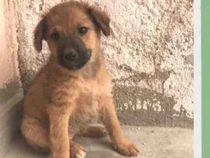 Cachorro raça SRD-ViraLata idade 2 a 6 meses nome Sol