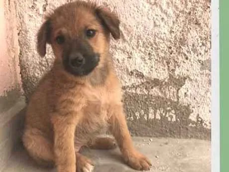 Cachorro ra a SRD-ViraLata idade 2 a 6 meses nome Sol