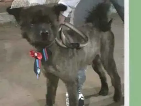 Cachorro ra a ChowChow idade 3 anos nome Zeca