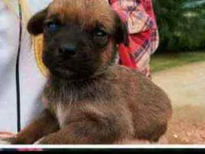Cachorro raça Srd idade Abaixo de 2 meses nome Filhote