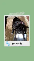 Bernardo