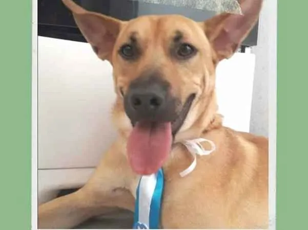 Cachorro ra a SRD-ViraLata idade 2 a 6 meses nome Jhonie