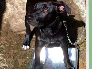 Cachorro raça SRD-ViraLata idade 7 a 11 meses nome Bernardo