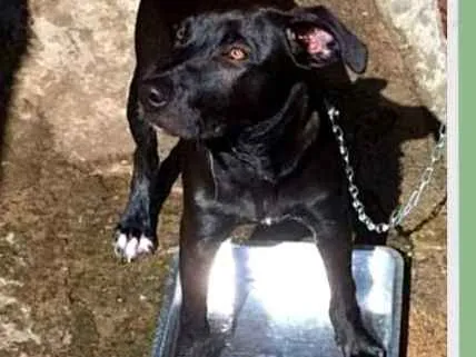 Cachorro ra a SRD-ViraLata idade 7 a 11 meses nome Bernardo