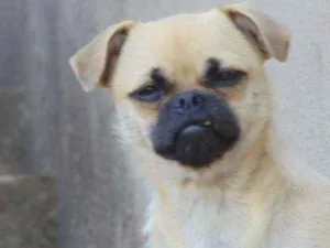 Cachorro raça Pug com vira idade 5 anos nome July