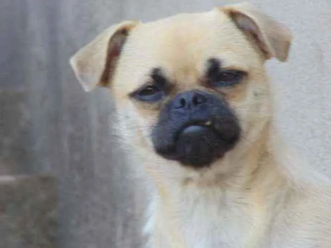 Cachorro ra a Pug com vira idade 5 anos nome July