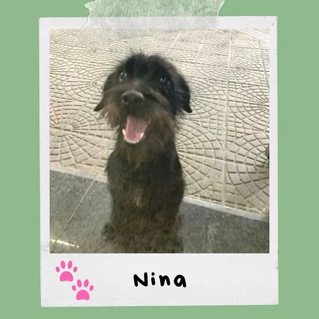 Cachorro ra a SRD-ViraLata idade 2 a 6 meses nome Nina