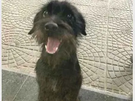 Cachorro ra a SRD-ViraLata idade 2 a 6 meses nome Nina