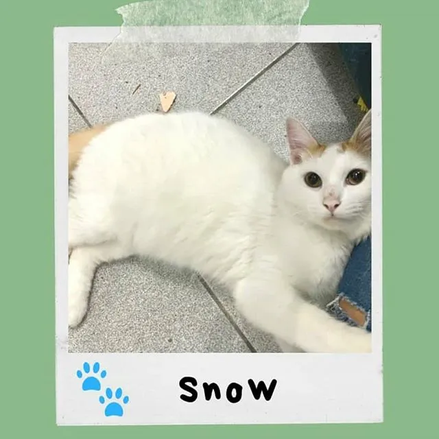 Gato ra a SRD-ViraLata idade 1 ano nome Snow 