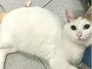 Gato raça SRD-ViraLata idade 1 ano nome Snow 