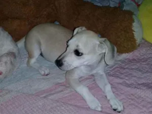 Cachorro raça Mestiça  idade 2 a 6 meses nome Tem não 