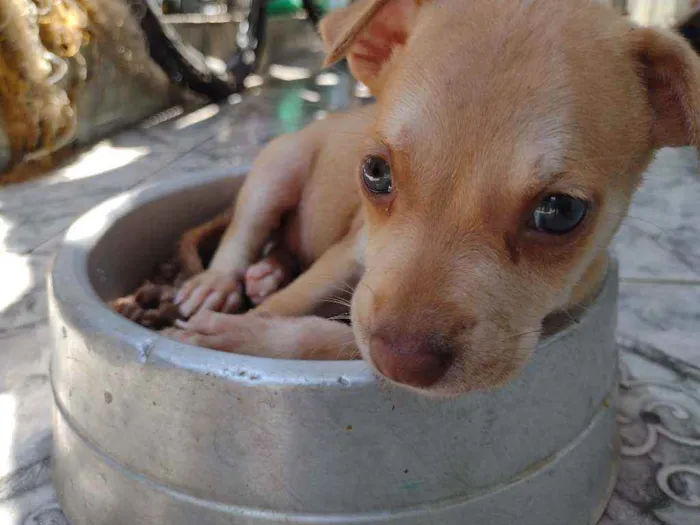 Cachorro ra a Vira lata idade 2 a 6 meses nome Não tem nome