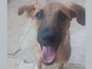 Cachorro raça Vira lata  idade 7 a 11 meses nome Billy