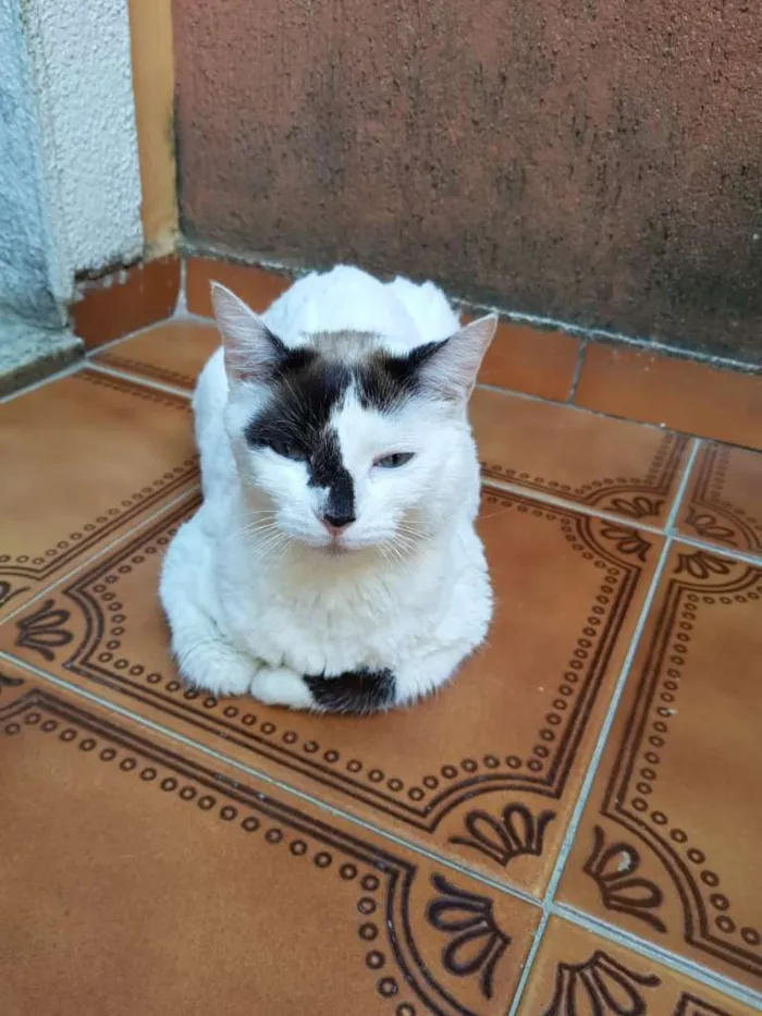 Gato raça SRD idade 3 anos nome D'artgnan