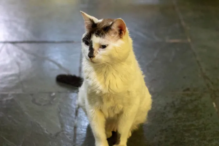 Gato raça SRD idade 3 anos nome D'artgnan