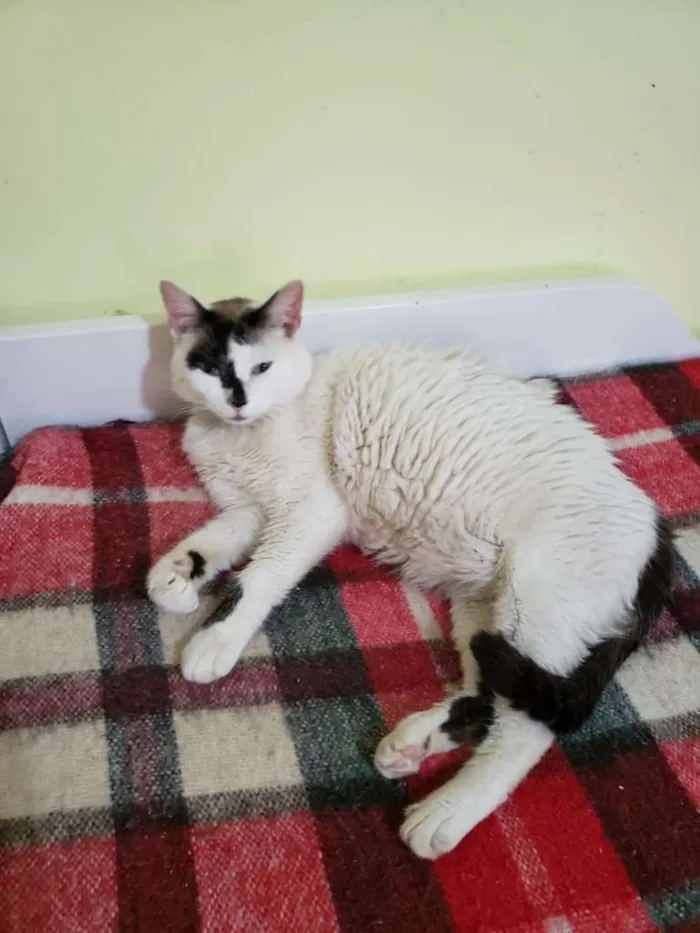 Gato raça SRD idade 3 anos nome D'artgnan