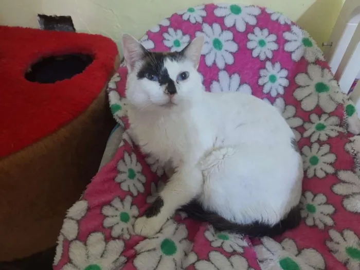 Gato raça SRD idade 3 anos nome D'artgnan