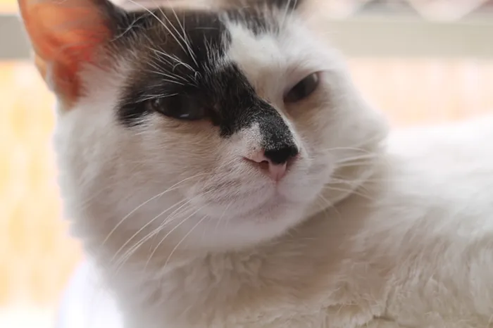 Gato raça SRD idade 3 anos nome D'artgnan