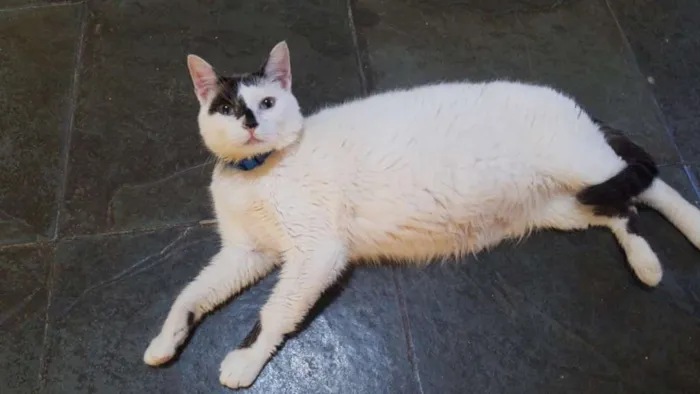 Gato raça SRD idade 3 anos nome D'artgnan