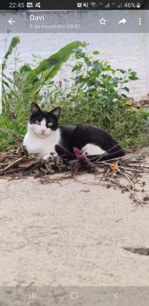 Gato ra a Sem raça idade 2 anos nome Jumanji