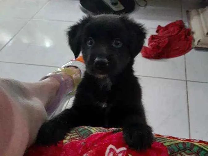 Cachorro ra a Srd idade 2 a 6 meses nome Amora
