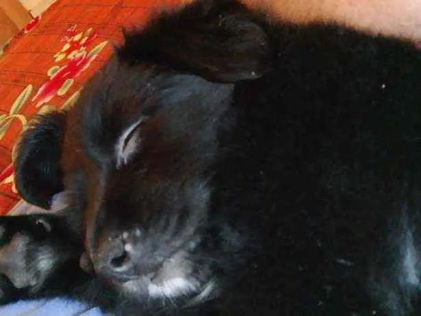 Cachorro ra a Srd idade 2 a 6 meses nome Amora