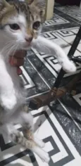 Gato 