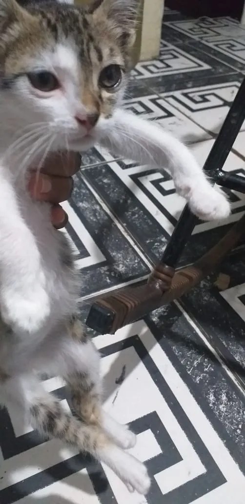 Gato ra a Vira lata idade 2 a 6 meses nome Gato 