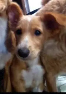 Cachorro ra a RNI idade 7 a 11 meses nome Brisa