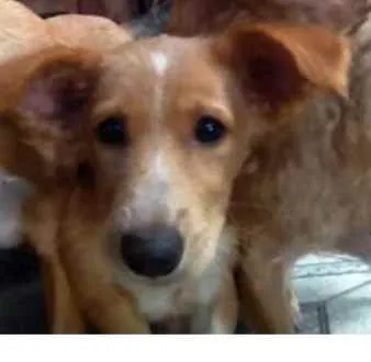 Cachorro ra a RNI idade 7 a 11 meses nome Brisa