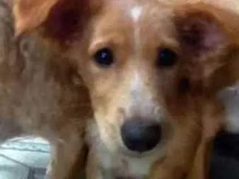 Cachorro ra a RNI idade 7 a 11 meses nome Brisa
