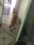 Brisa