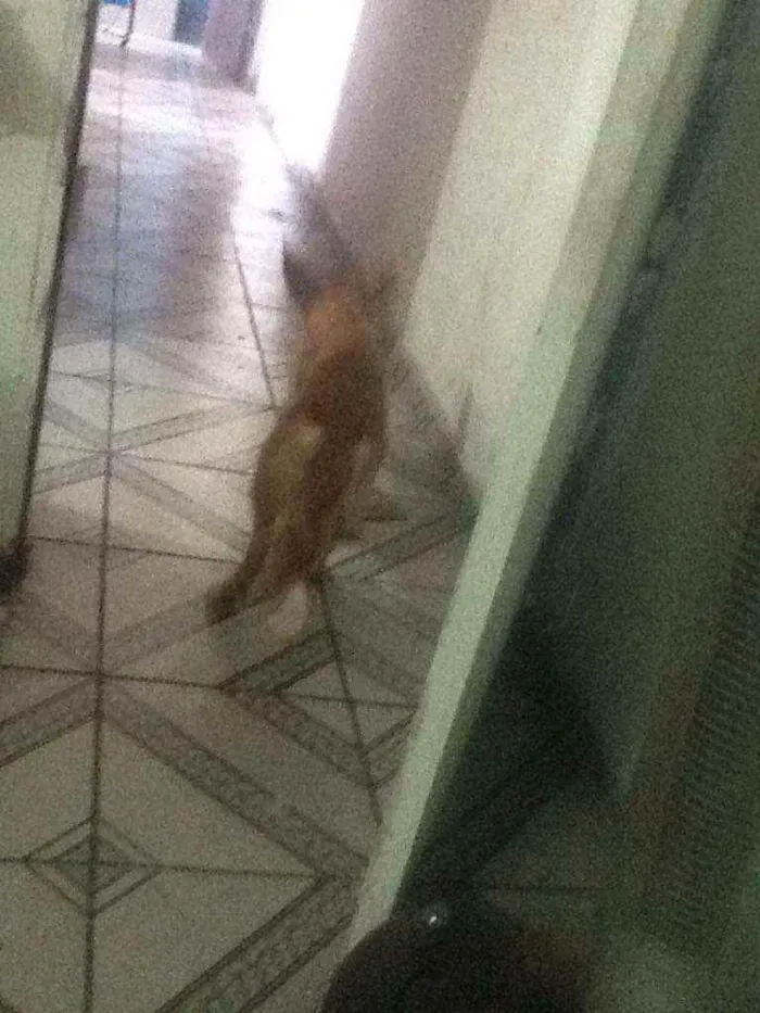 Cachorro ra a RNI idade 7 a 11 meses nome Brisa