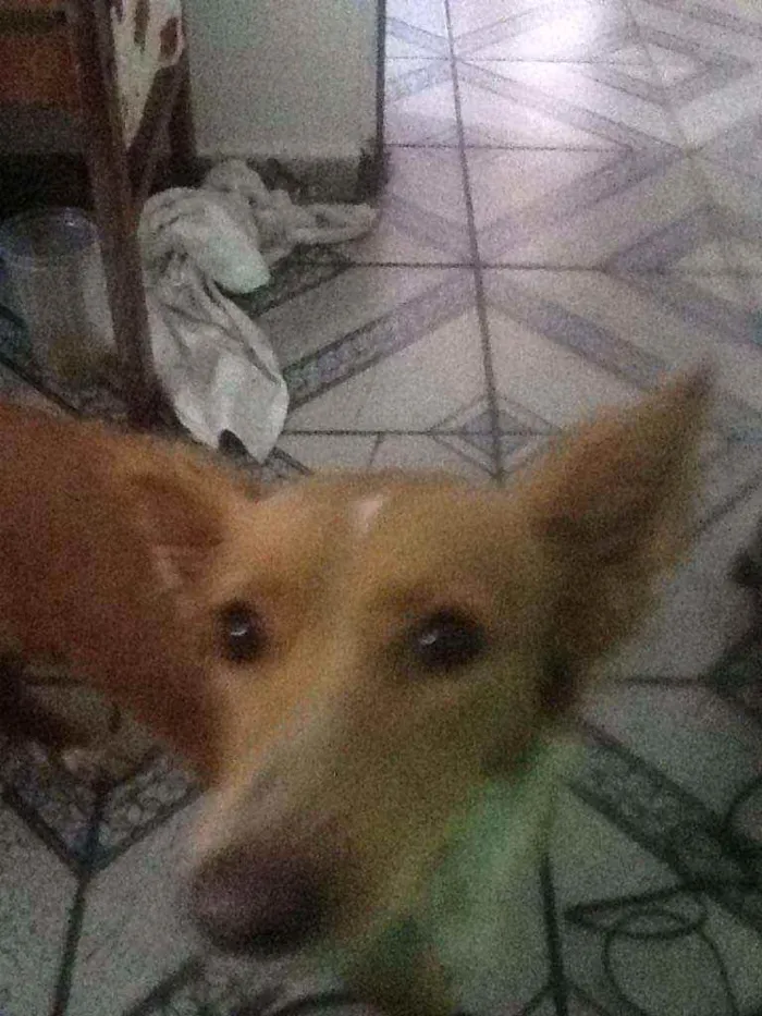Cachorro ra a RNI idade 7 a 11 meses nome Brisa