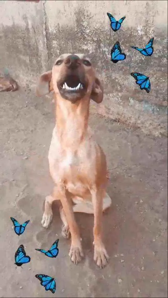 Cachorro ra a Vira lata idade 7 a 11 meses nome Amora