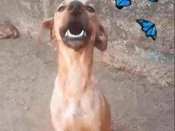Cachorro ra a Vira lata idade 7 a 11 meses nome Amora