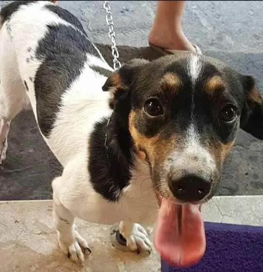 Cachorro ra a vira lata idade 1 ano nome STARK