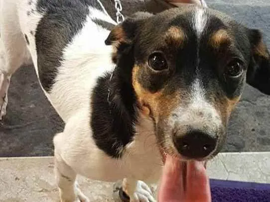 Cachorro ra a vira lata idade 1 ano nome STARK