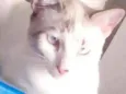 Luno ja esta castrad