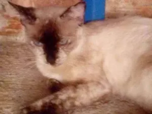 Gato raça Mistura siames  idade 7 a 11 meses nome Rajada castrada está