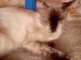 Rajada castrada está