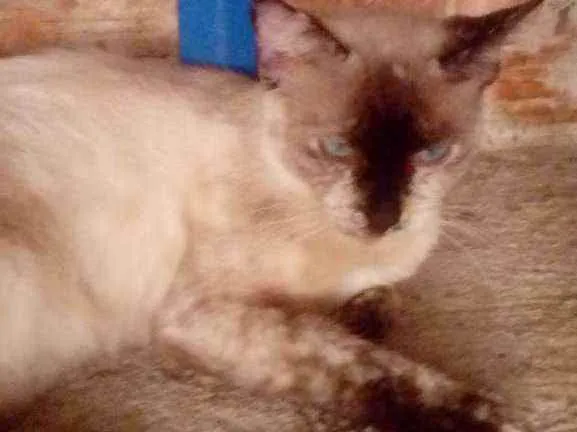 Gato raça Mistura siames  idade 7 a 11 meses nome Rajada castrada está