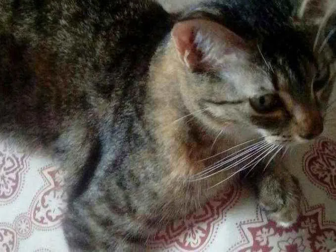 Gato raça  idade  nome Mel esta castrada