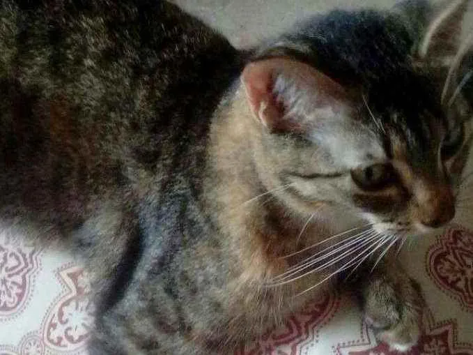 Gato raça  idade  nome Mel esta castrada