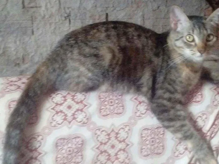 Gato raça  idade  nome Mel esta castrada