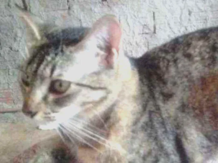 Gato raça  idade  nome Mel esta castrada